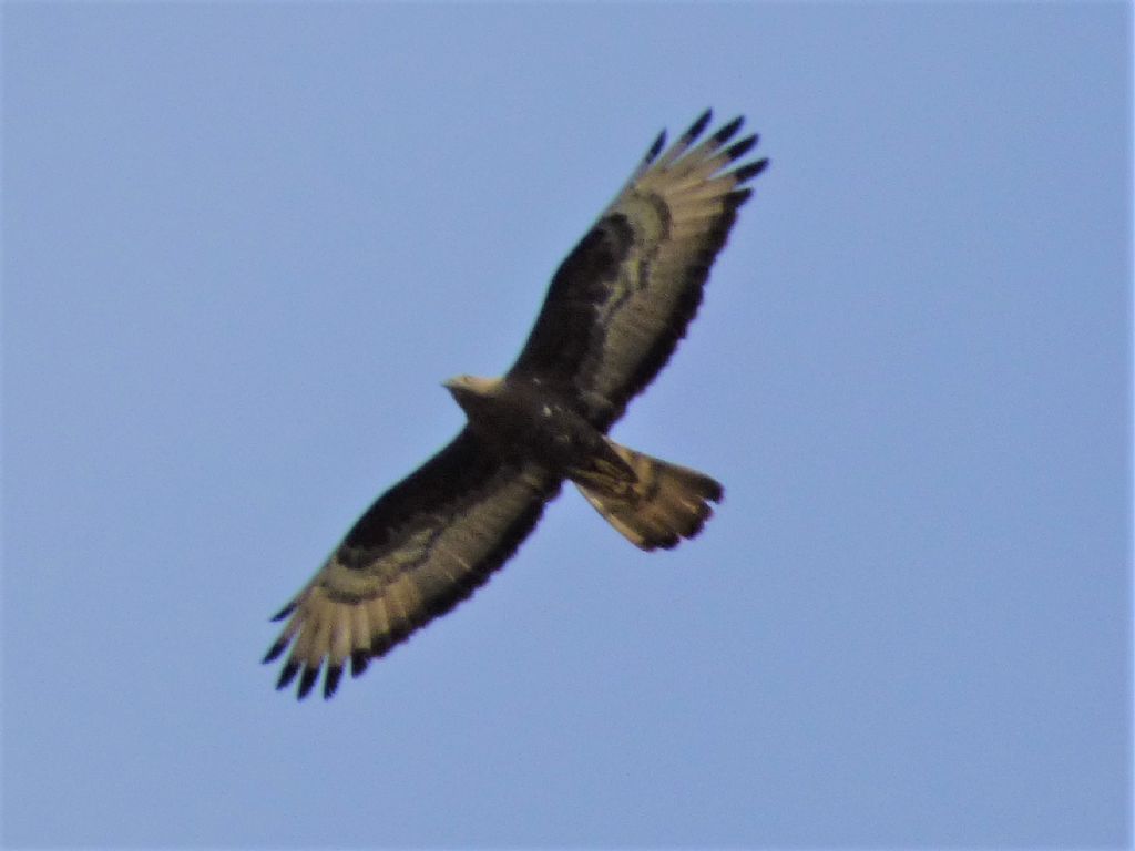 Falchi pecchiaioli (Pernis apivorus) in migrazione